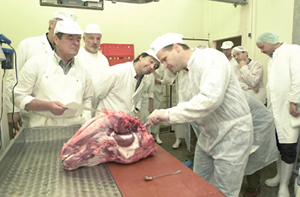 Veterinre bei der Entnahme einer BSE-Probe